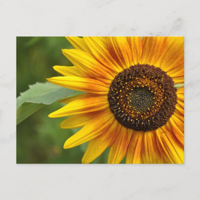 Sunflower beauty            postcard (Front)