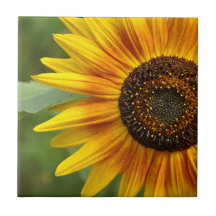 Sunflower beauty tile