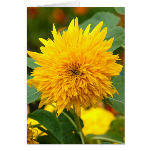 Sunflower Before Bloom