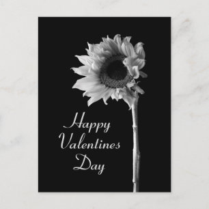 Sunflower Black and White Photograph Postcard