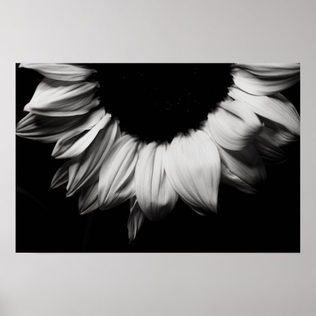 Sunflower Black and White Poster (Front)