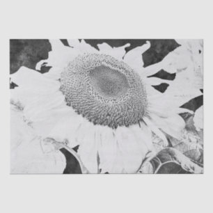 Sunflower Black White Antique Vintage Texture Tissue Paper