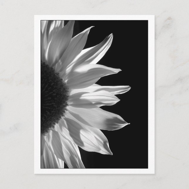 Sunflower Black & White Postcard (Front)