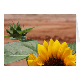 Sunflower Bloom