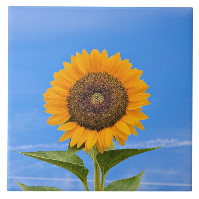 Sunflower, Blue Sky, Tile (Front)