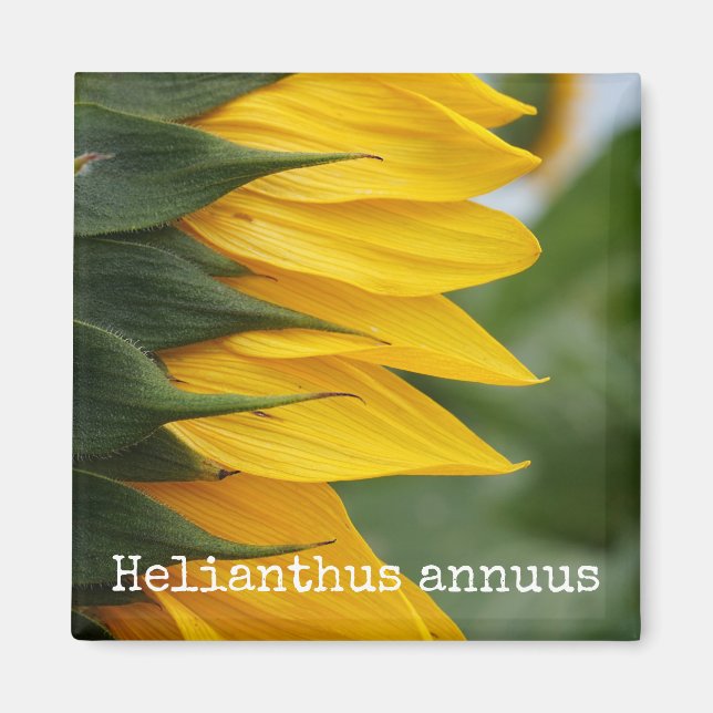 Sunflower Botanical Magnet (Front)