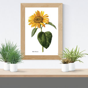 Sunflower Botanical Poster