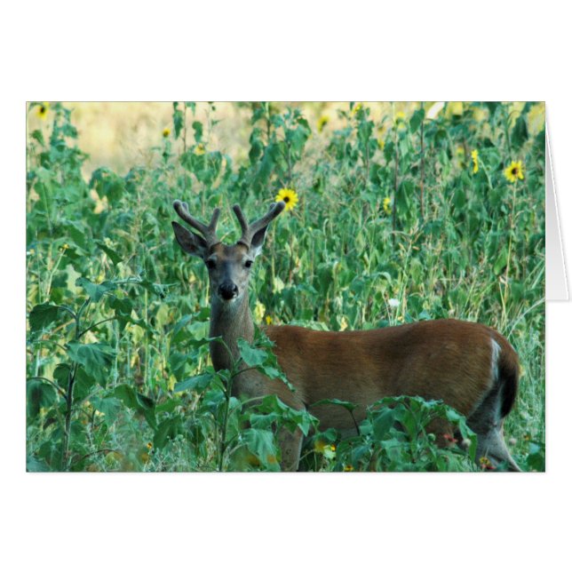 Sunflower Buck (Front Horizontal)