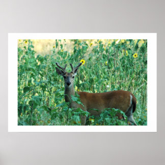 Sunflower Buck Poster