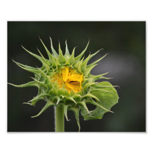 Sunflower Bud Photo Print
