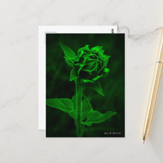 "Sunflower Bud"  Postcard