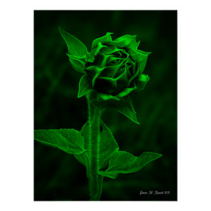 "Sunflower Bud"  Poster