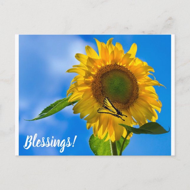 Sunflower & Butterfly Postcard (Front)