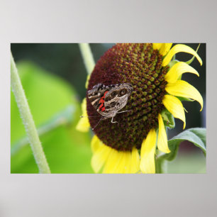 Sunflower Butterfly Poster