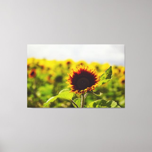 Sunflower Canvas Print (Front)