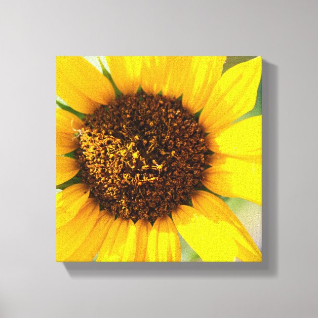 Sunflower Canvas Print (Front)