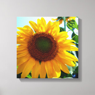 Sunflower Canvas Print