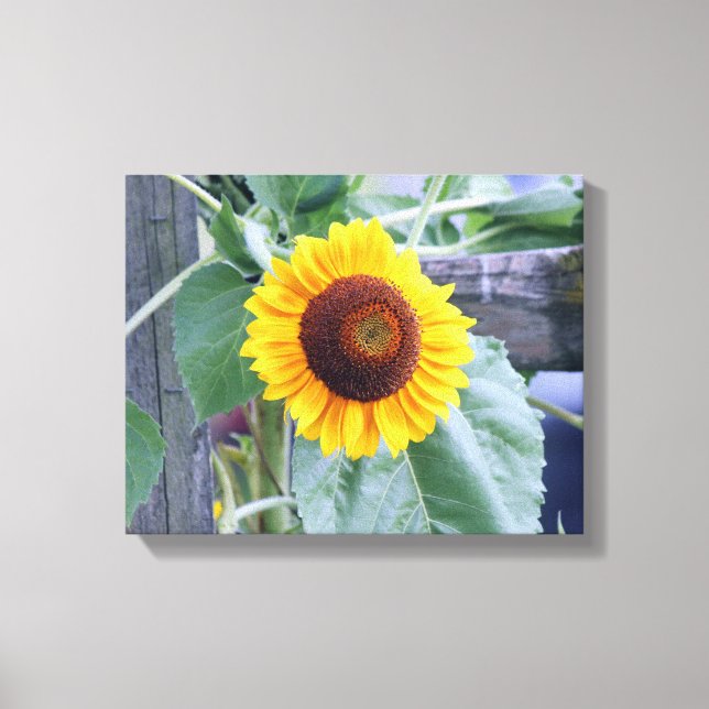 sunflower canvas print (Front)