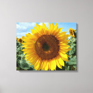 Sunflower Canvas Print