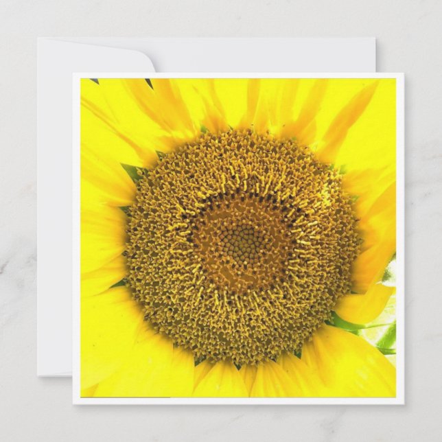 Sunflower Centre (Front)