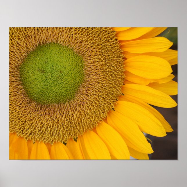 Sunflower Centre And Petals Up Close Poster (Front)