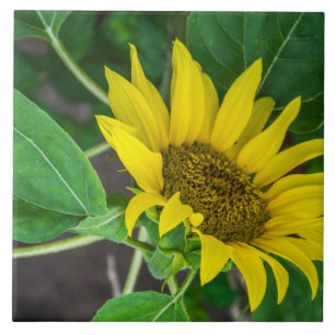 Sunflower ceramic tile