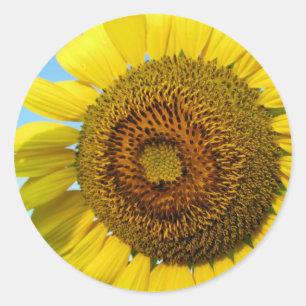 Sunflower Classic Round Sticker