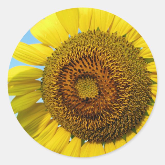 Sunflower Classic Round Sticker (Front)