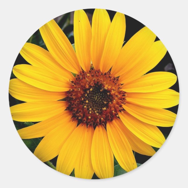 Sunflower Classic Round Sticker (Front)