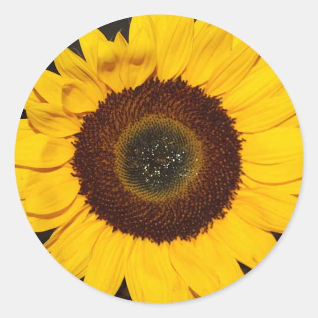 Sunflower Classic Round Sticker (Front)