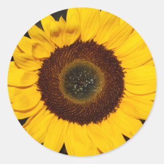 Sunflower Classic Round Sticker