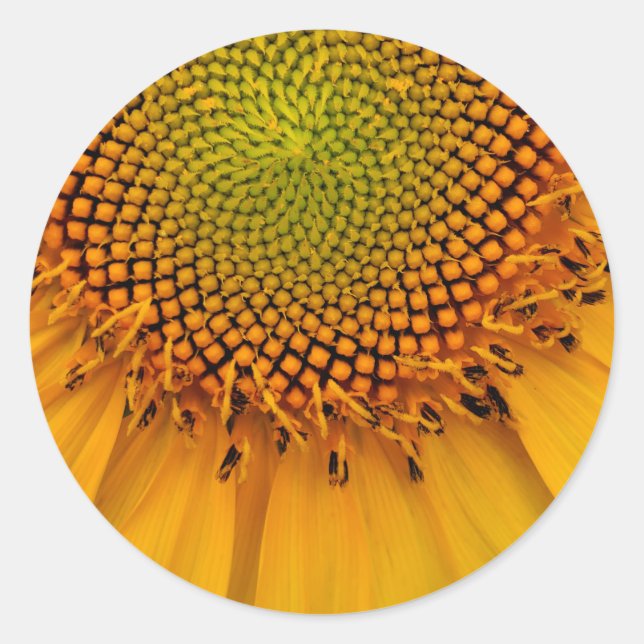 Sunflower Classic Round Sticker (Front)