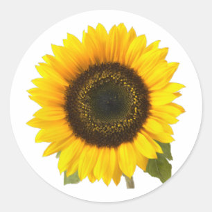 Sunflower Classic Round Sticker