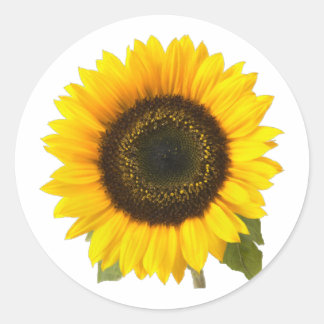 Sunflower Classic Round Sticker