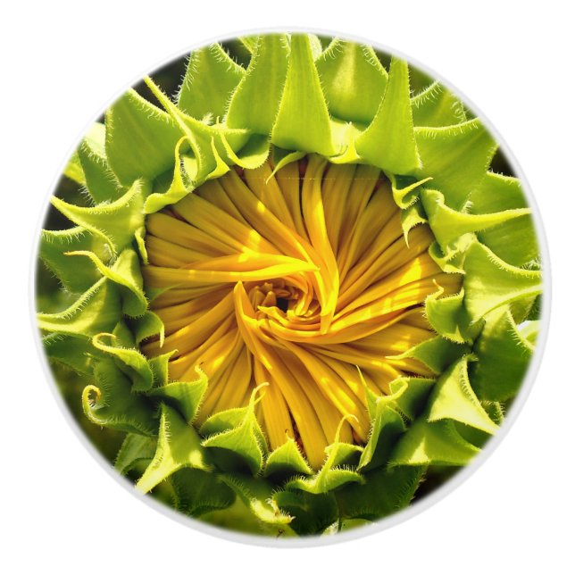 Sunflower Close up Ceramic Knob (Front)