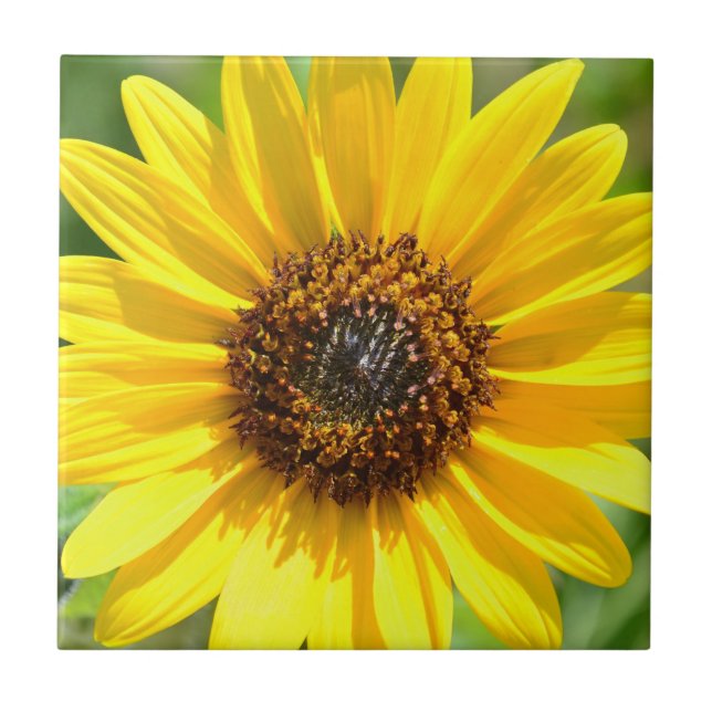 Sunflower Close Up tile (Front)