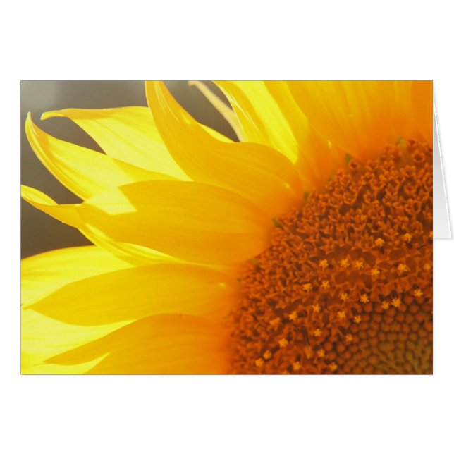 Sunflower Closeup (Front Horizontal)
