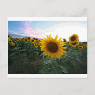 Sunflower Closeup Postcard