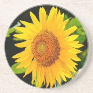 Sunflower Coaster