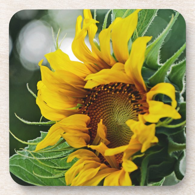 Sunflower  coaster (Front)