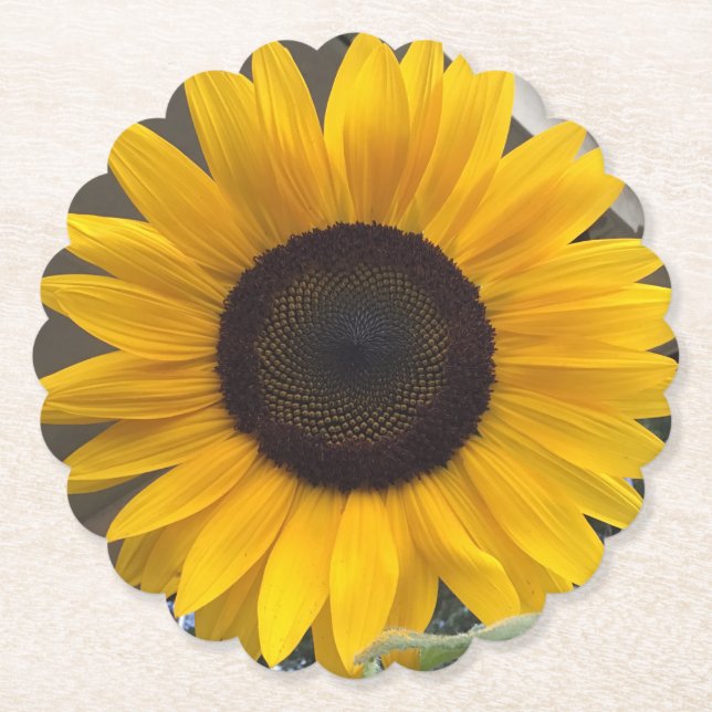 Sunflower coasters (Front)