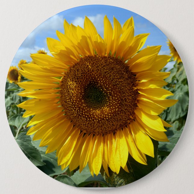 Sunflower Colossal Round Badge 6 Inch Round Button (Front)