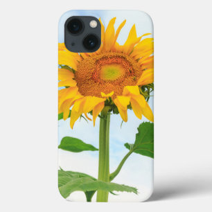 Sunflower, community garden, Moses Lake, WA, USA iPhone 13 Case