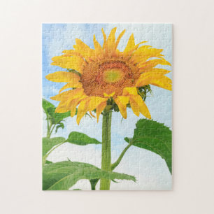 Sunflower, community garden, Moses Lake, WA, USA Jigsaw Puzzle
