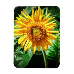 Sunflower Delight Magnet