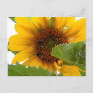 Sunflower Delight Postcard