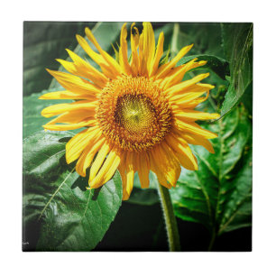Sunflower Delight Tile