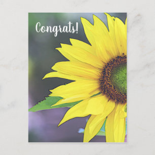 Sunflower Digital Watercolor 2 Postcard