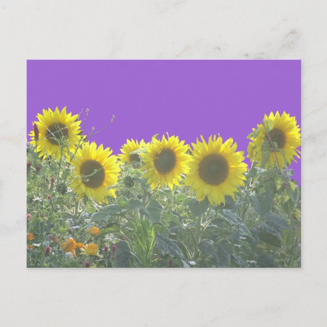 Sunflower DIY Postcard (Front)