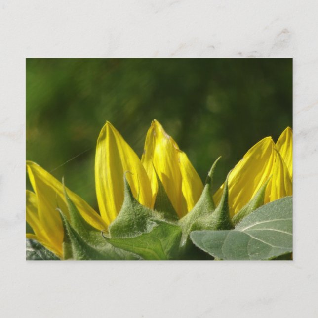 Sunflower DIY Postcard (Front)